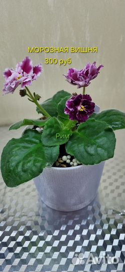 Фиалки сортовые