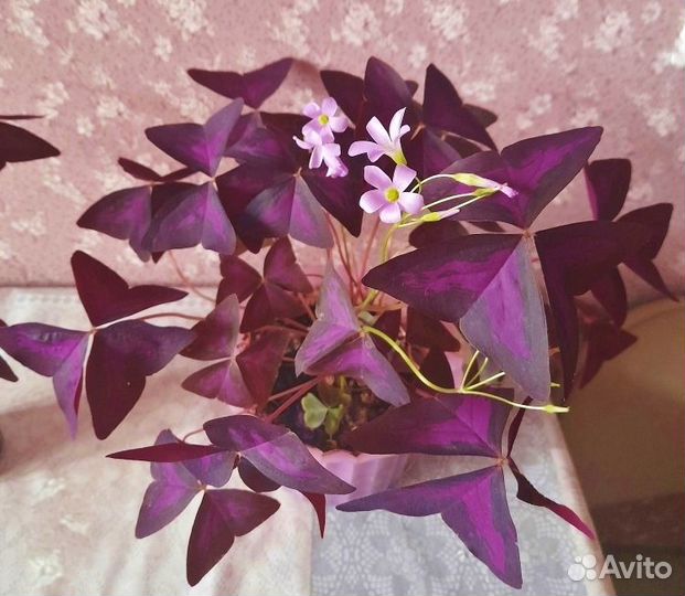 Кислица / Оксалис Бабочки