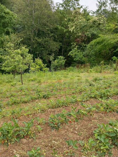 Участок 6 сот. (СНТ, ДНП)