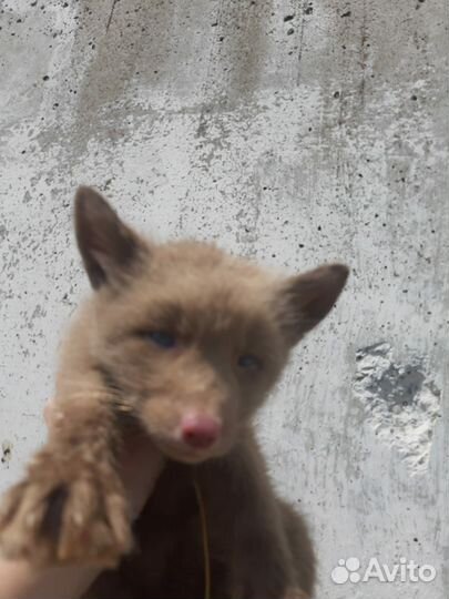 Ручные щенки пушных
