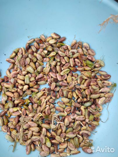 Фисташка семена на посадку морозостойкая