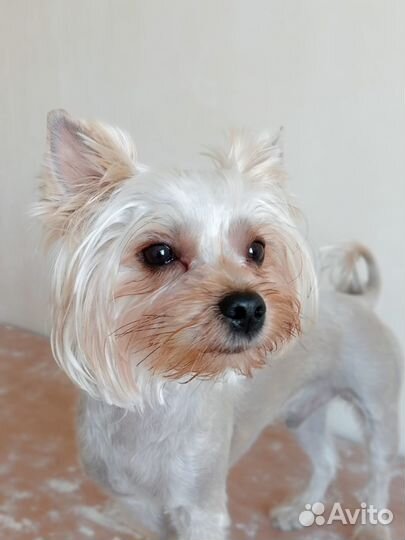 Йоркширский терьер вязка мальчик