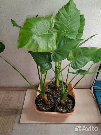 Алоказии набором большие