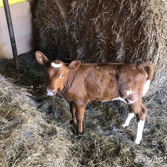 Телка акширская