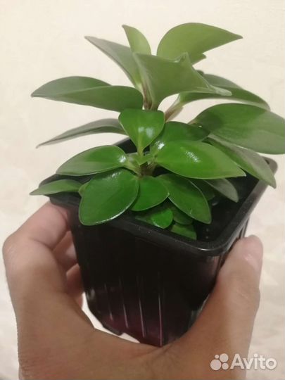 Комнатные растения