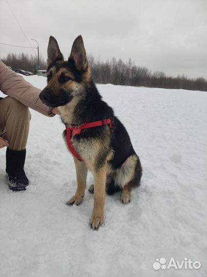 Тайра в добрый руки