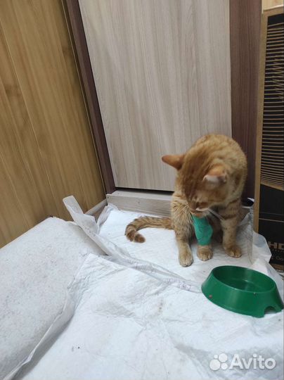 Молодой котик