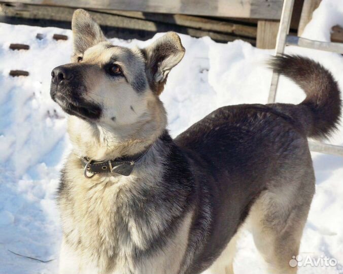 Собака в добрые руки