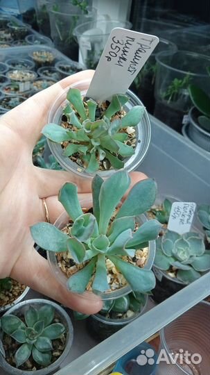 Суккуленты эхеверии