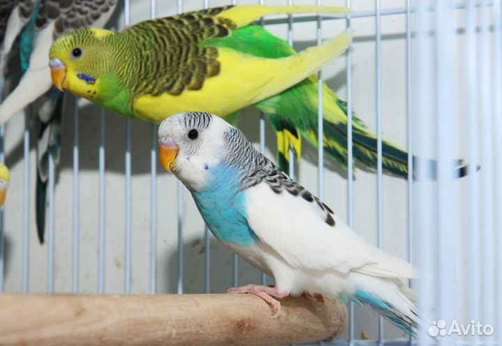 Малыши волнистого попугая. Птенцы