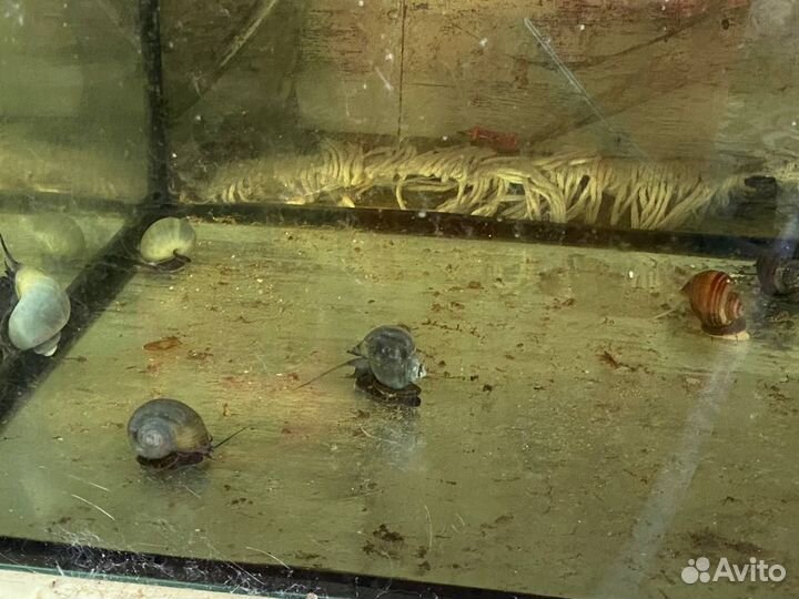 Улитки ампулярии