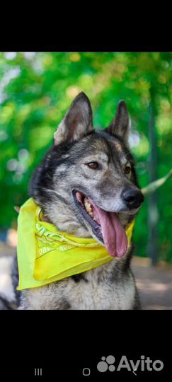 Бывшедомашний пёс в приюте