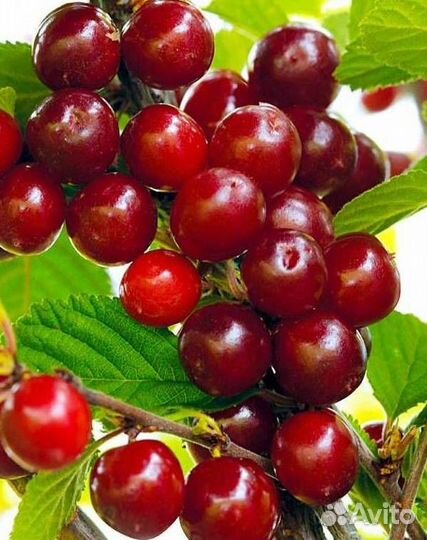 Саженцы вишни Войлочная