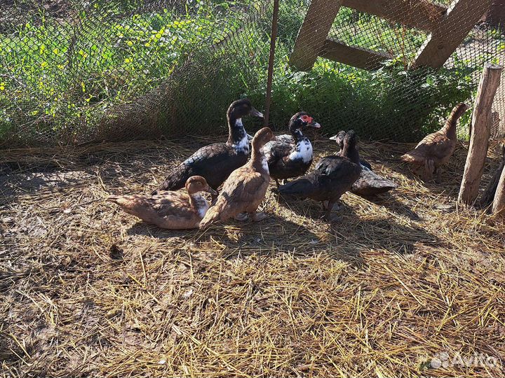 Индийский бегунок