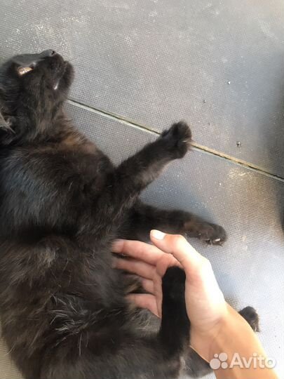 Котёнок, девочка, 5 недель