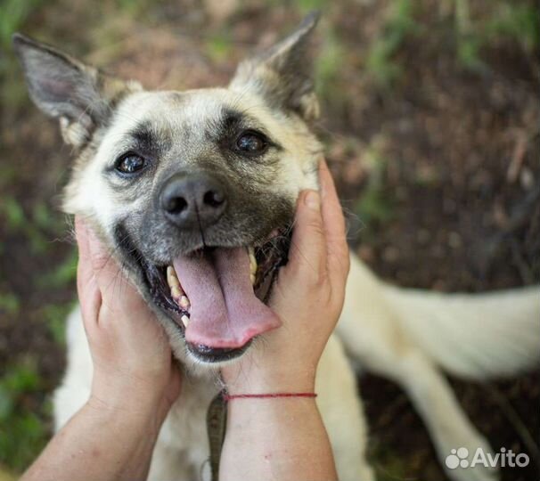 Молодая собака Ириска в поисках дома