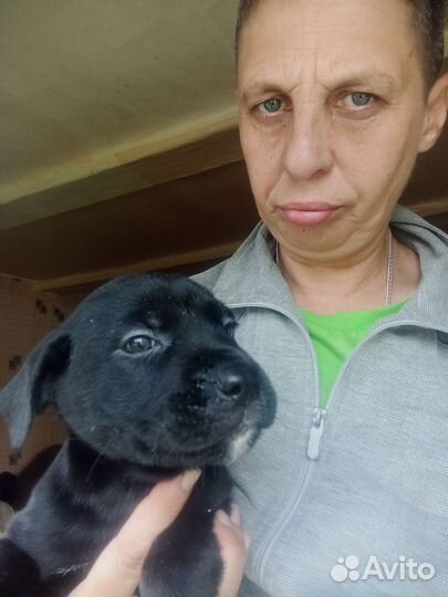 Отдам в добрые руки щенков