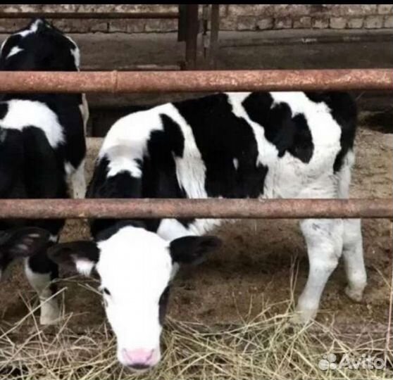 Бычки на откорм