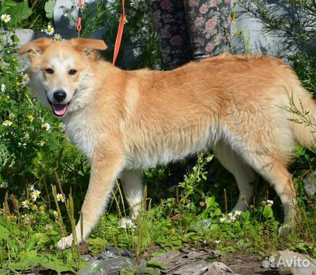 Рыжик ищет дом