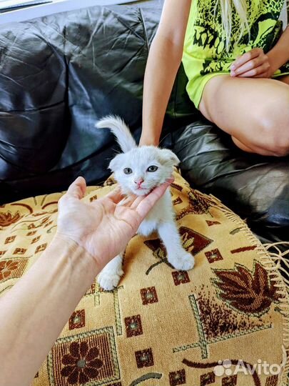 Котята от британской вислоухой