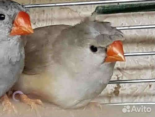 Зебровые амадины