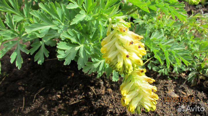 Хохлатка благородная