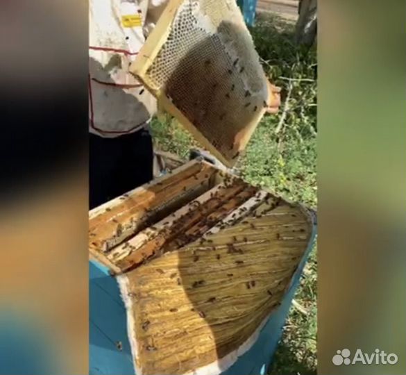 Мед цветочный и донниковый