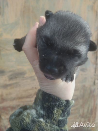 Продажа собак щенков