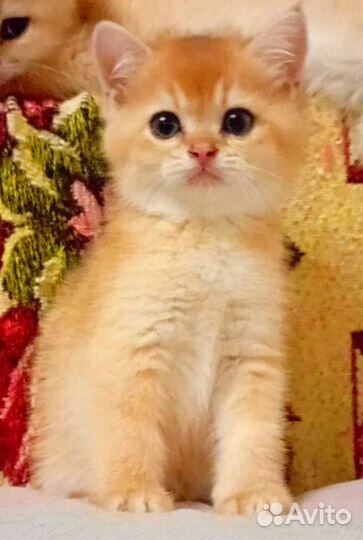 Шотландские котята