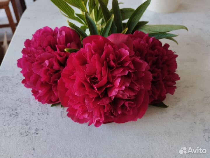 Пион Руба Плена