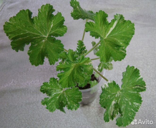 Зональные и душистые пеларгонии