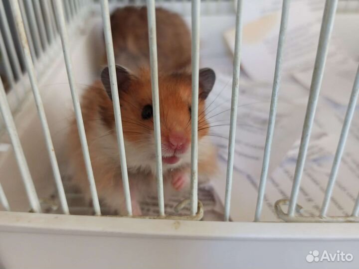 Сирийский хомяк