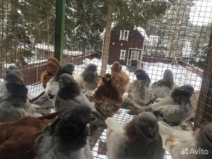 Голуби китайская чайка