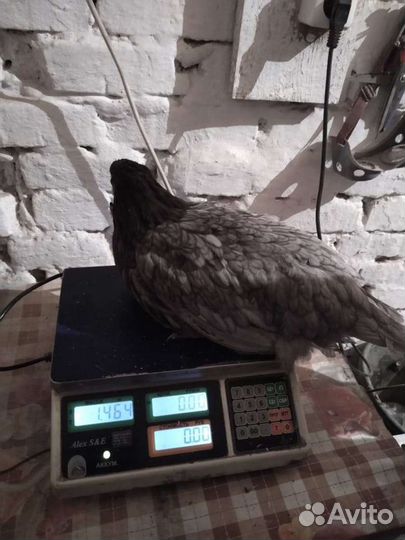 Куры несушки молодки