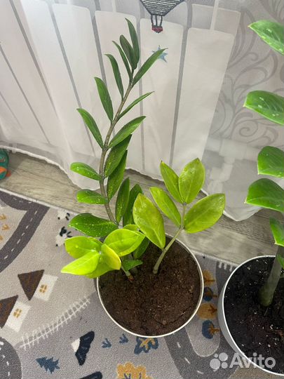 Замиокулькас