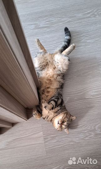 Шотландский кот вязка