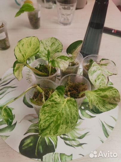 Эпипремнум marble apple