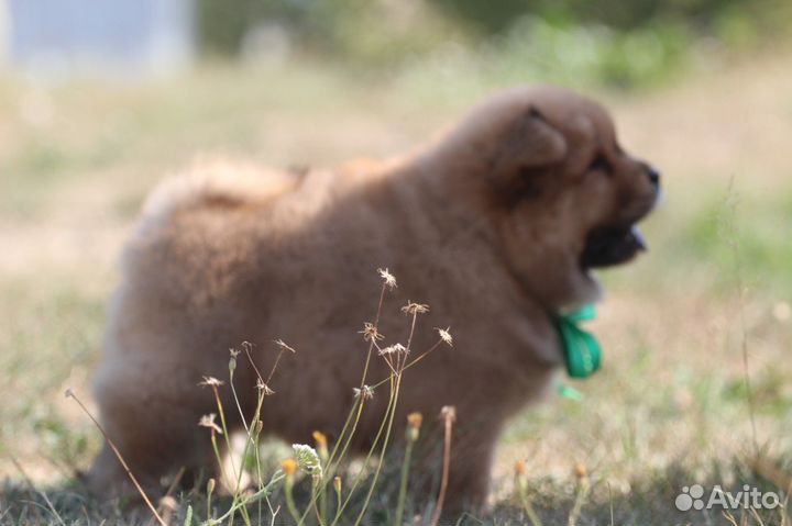 Красный мальчик