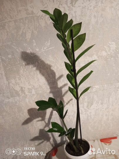 Замиокулькас