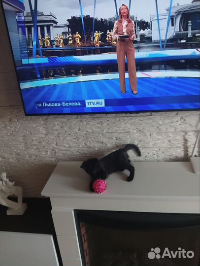 Кошки в добрые руки бесплатно