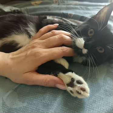 Йоркский шоколадный котёнок