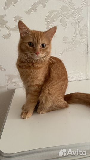 Котята
