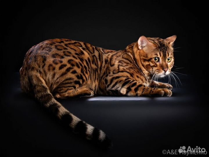 Бенгальский котик