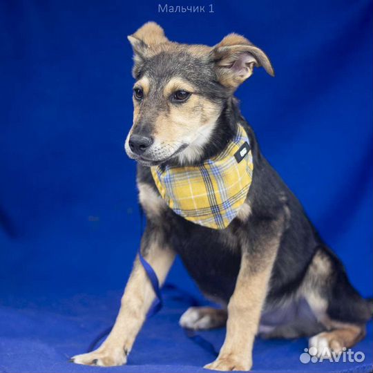 Щенок мальчик бесплатно