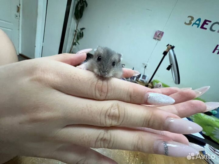 Джунгарский хомяк 8 хомячков бесплатно