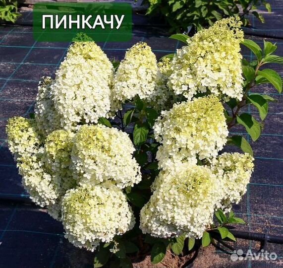 Гортензия Диамантино Пинкачу Пандора Полестар