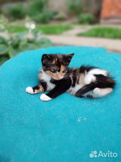 Кира 2 мес в дар