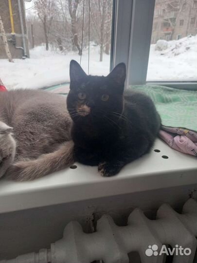 Кошка в дар