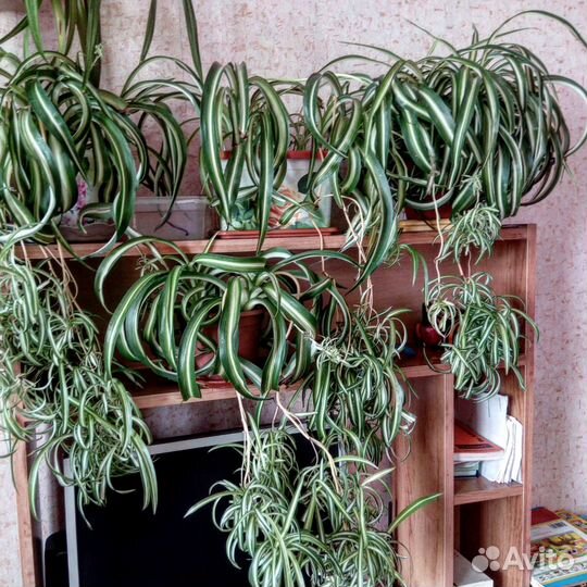 Продам комнатные цветы