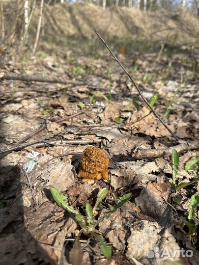 Сморчки свежие